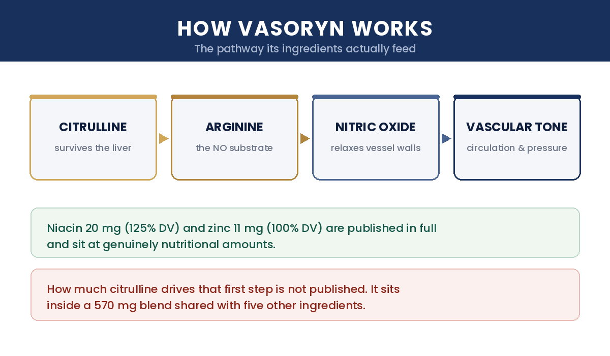 How Vasoryn works: citrulline to arginine to nitric oxide to vascular tone